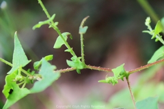 Persicaria senticosa