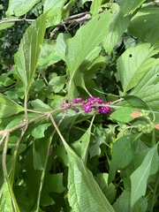 Callicarpa americana