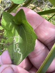 Liriomyza carphephori