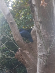 Ptilonorhynchus violaceus