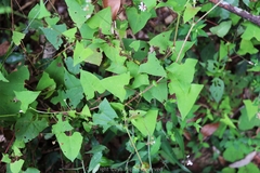 Persicaria senticosa