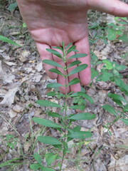Hypericum prolificum