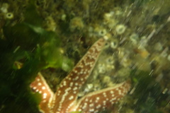 Evasterias troschelii