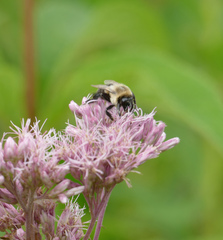 Bombus impatiens