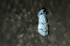 Grotella binda