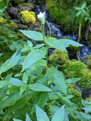 Epilobium luteum