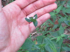 Elephantopus carolinianus