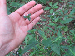 Elephantopus carolinianus