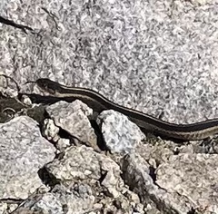 Thamnophis elegans elegans
