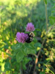 Bombus bimaculatus