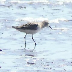 Calidris pusilla