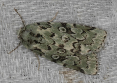 Bryolymnia viridata
