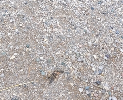 Chrysemys picta marginata