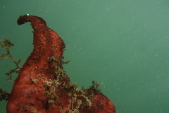 Chondracanthus exasperatus