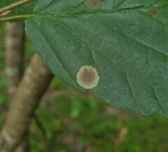 Cameraria hamameliella