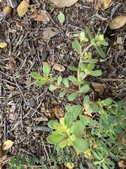 Portulaca oleracea