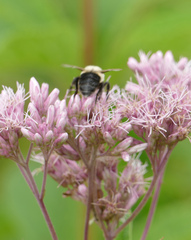 Bombus impatiens