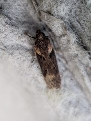 Chionodes mediofuscella