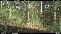 Colluricincla rufogaster