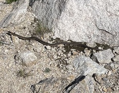 Thamnophis elegans elegans
