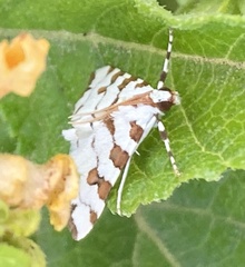 Conchylodes octonalis