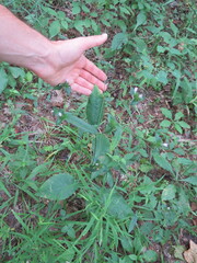 Elephantopus carolinianus