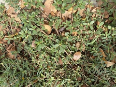Portulaca oleracea
