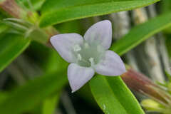 Hexasepalum apiculatum