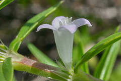 Hexasepalum apiculatum