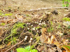Marasmius rotula