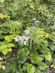 Anaphalis margaritacea