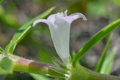 Hexasepalum apiculatum