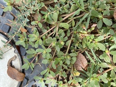 Portulaca oleracea