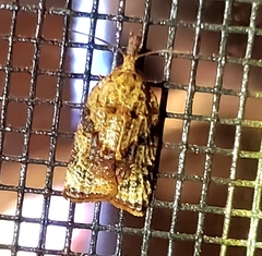 Platynota flavedana