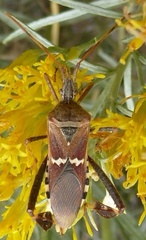 Leptoglossus clypealis