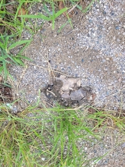 Chrysemys picta marginata