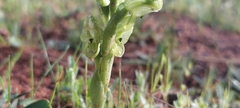 Pterostylis cycnocephala