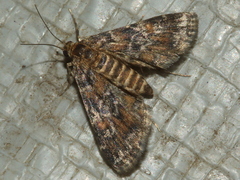 Elophila responsalis