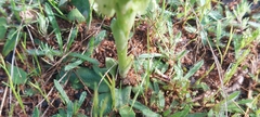 Pterostylis cycnocephala