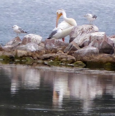 Pelecanus erythrorhynchos