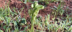 Pterostylis cycnocephala
