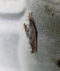 Antaeotricha