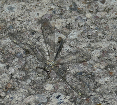 Clathroneuria coquilletti