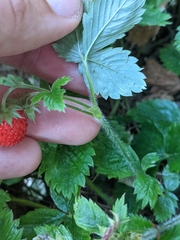 Fragaria vesca