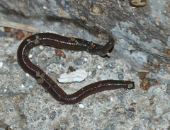 Oligochaeta