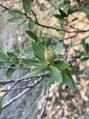 Heteroecus pacificus