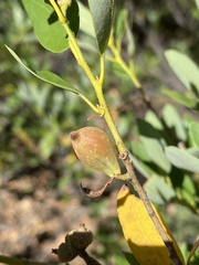 Heteroecus pacificus