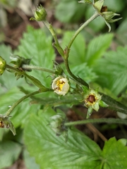 Fragaria vesca