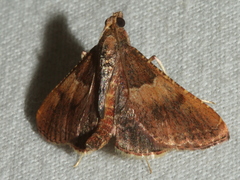 Endotricha ignealis