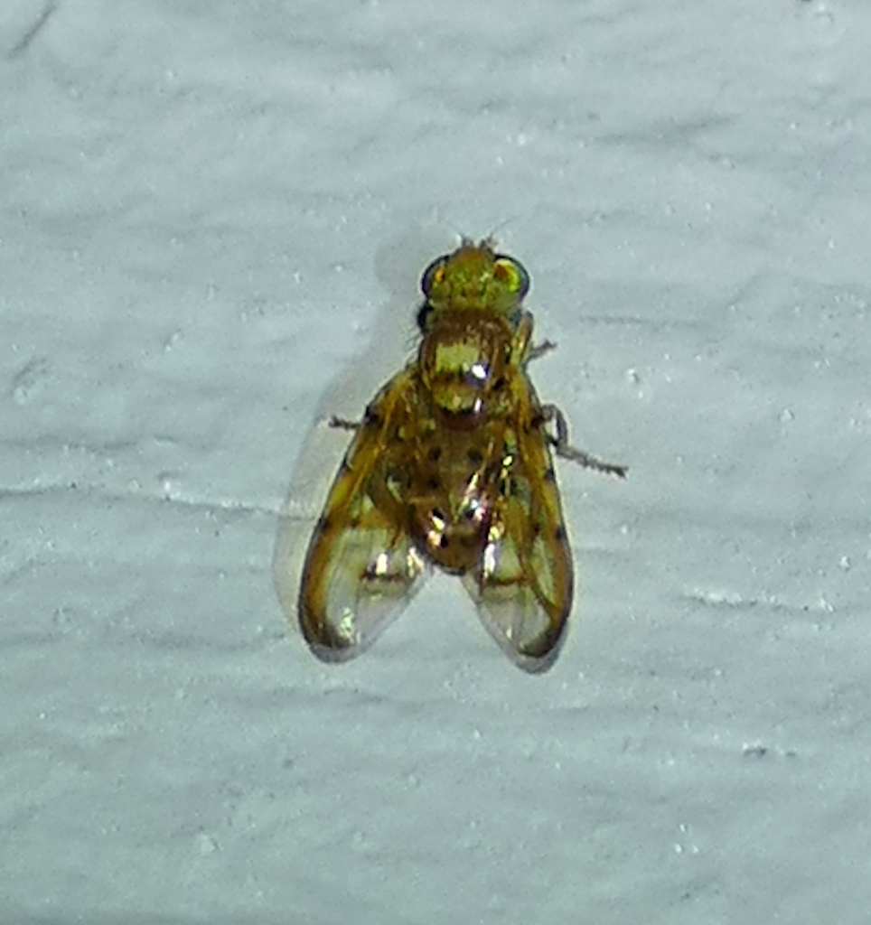 Paraterellia varipennis
